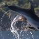 Image for article titled And now, a dolphin with an octopus stuck to its naughty bits